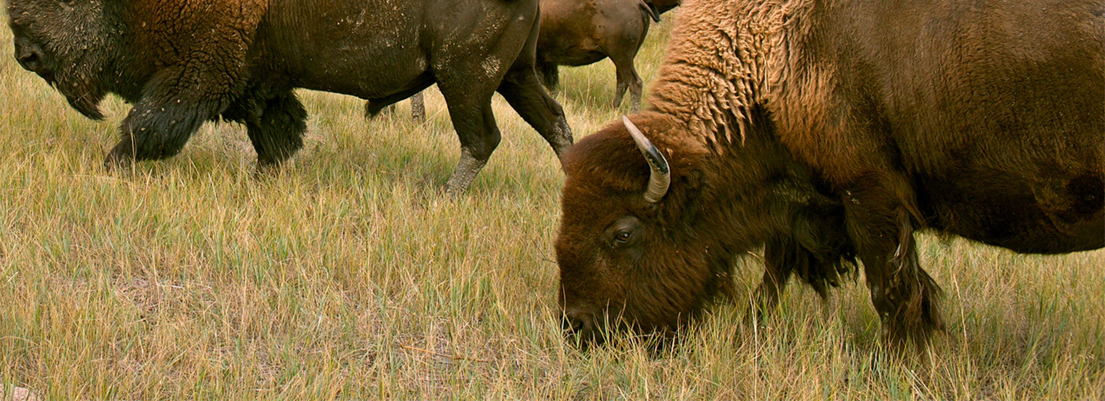 A close shot of buffalo grazing